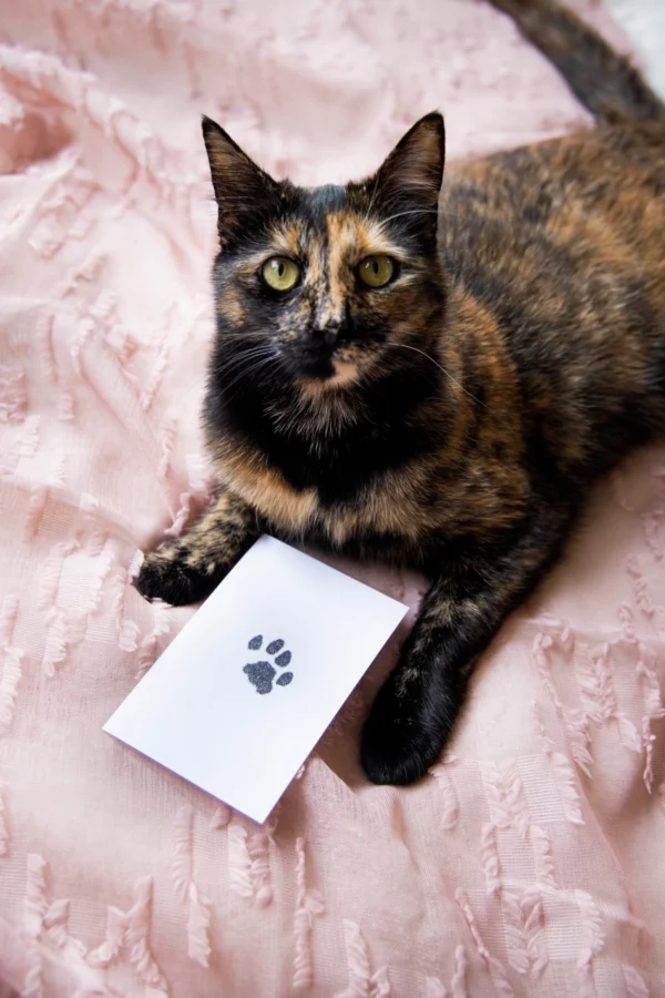 Cat’s Paw Print Captured with Clean-Touch Pet Paw Print Kit – Mess-Free Memory Keepsake